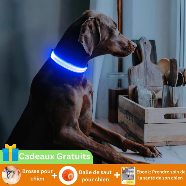 Collier lumineux chien-LumiPaws-cadeau pour chien