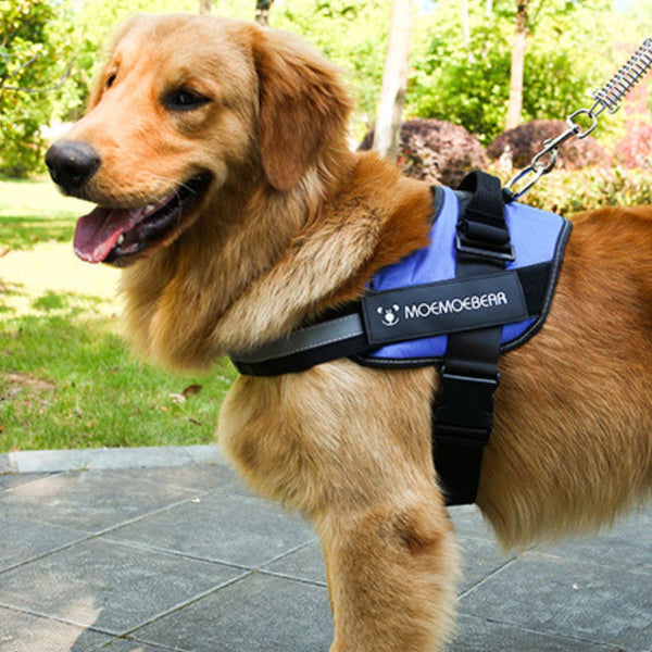 harnais chien personnalisé-MyHarness-cadeau pour chien