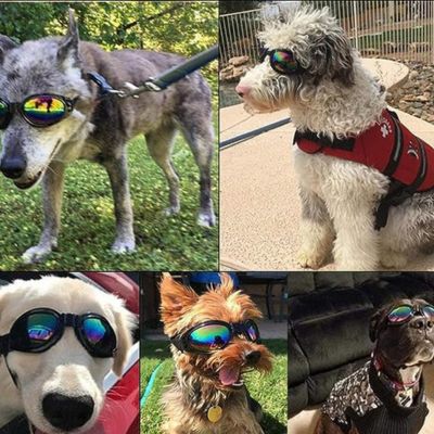 lunette de soleil pour chien | Raydog™