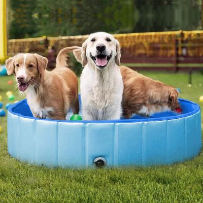 piscine-pour-chien-antidérapant