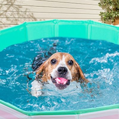 piscine-pour-chien-antidérapant