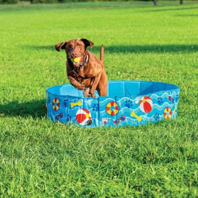  Analyzing image     piscine-pour-chien-avec-Trou-de-drainage