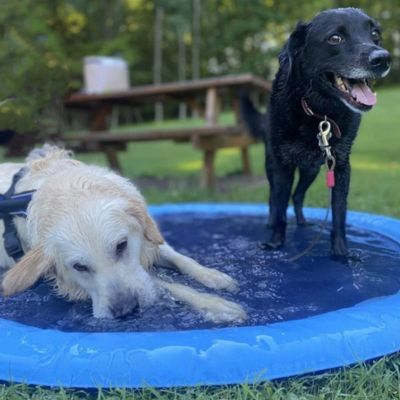 piscine-pour-chien-baignoire-fraiche