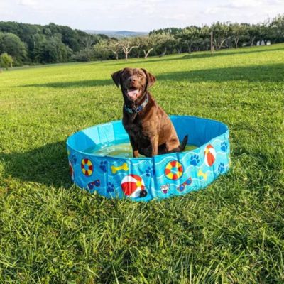  Analyzing image     piscine-pour-chien-drainage-facile-de-l_eau