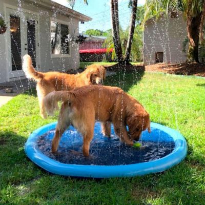 piscine-pour-chien-en-pvc