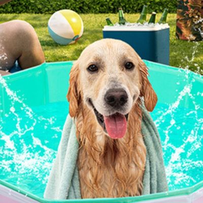 piscine-pour-chien-pratique