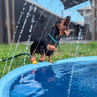 piscine-pour-chien-pulvèrisant