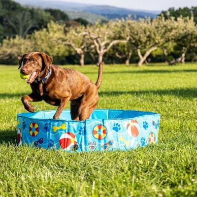 piscine-pour-chien-rafraichissant