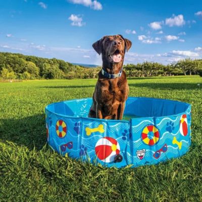 piscine-pour-chien-rigide