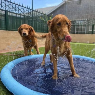 piscine-pour-chien-tapis-rafraichissant