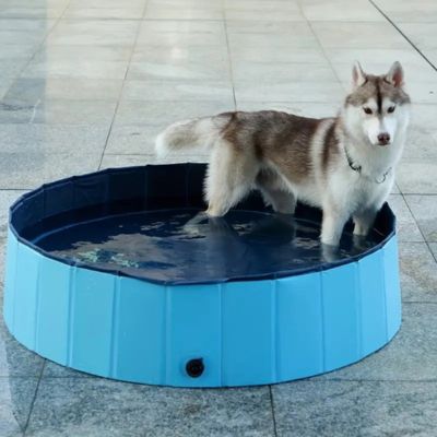 piscine-pour-chien